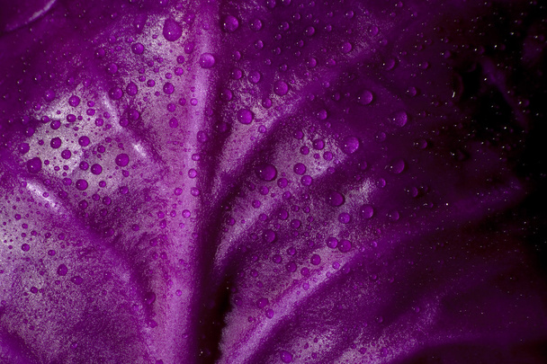 Red Cabbage - Φωτογραφία, εικόνα