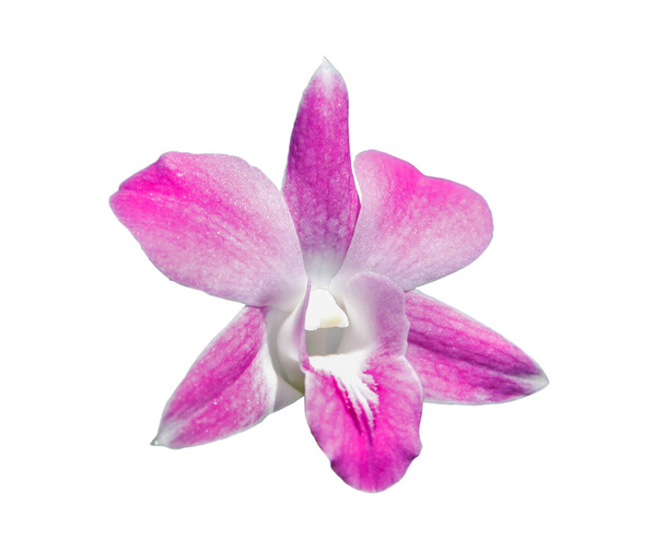 pink orchids flower - Valokuva, kuva