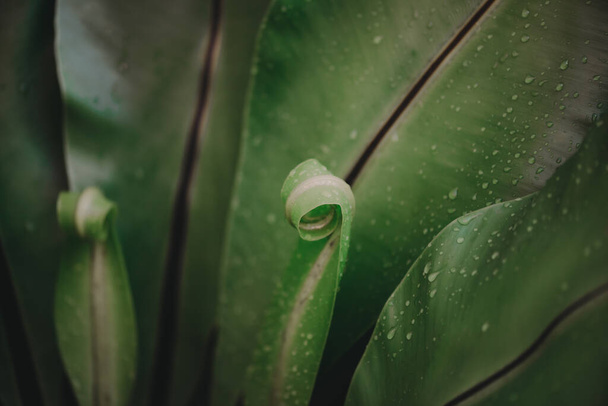 Abstract, nature Green leaf background and beautiful wallpaper. - 写真・画像