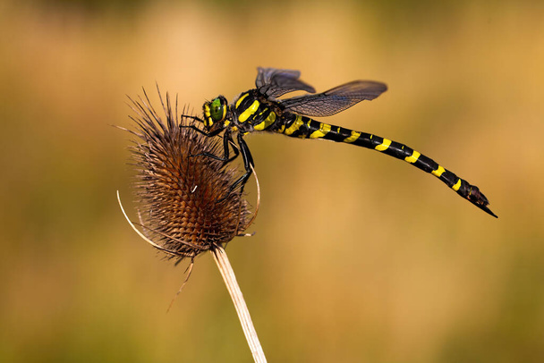 Zlatý prsten vážky sedí klidně na suchém bodláku v létě - Fotografie, Obrázek