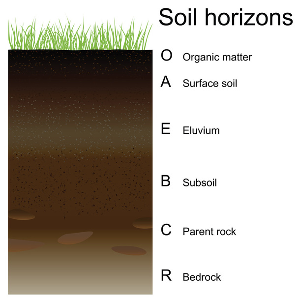 Ilustração vetorial dos horizontes do solo (camadas
) - Vetor, Imagem