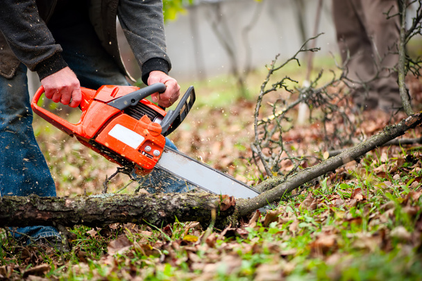 man with gasoline powered chainsaw cutting fire wood from trees - Foto, immagini