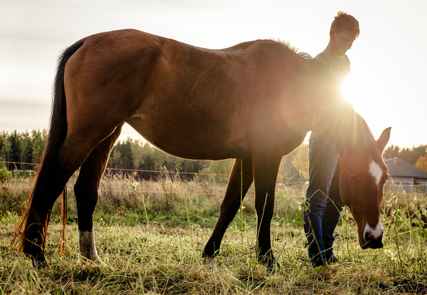 Красивая коричневая лошадь кормит на открытом воздухе
 - Фото, изображение
