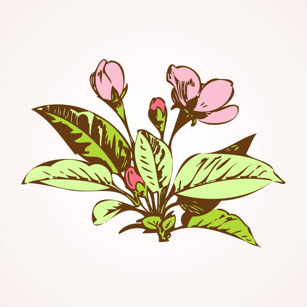 Cherry branches with flowers, sakura vector illustration - Vecteur, image