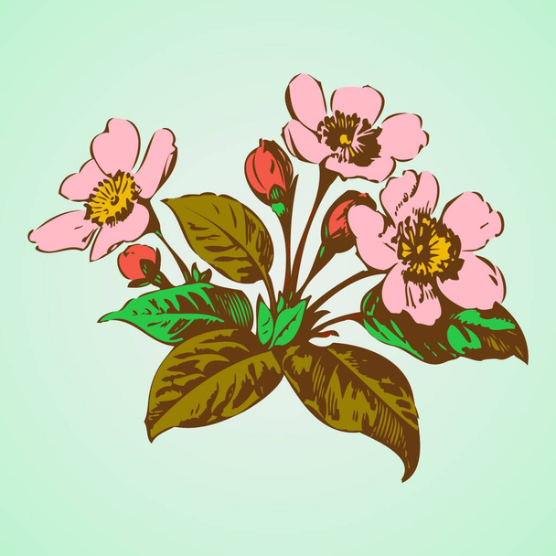 Cherry branches with flowers, sakura vector illustration - Вектор, зображення