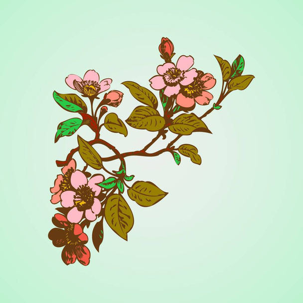 Cherry branches with flowers, sakura vector illustration - Vector, afbeelding