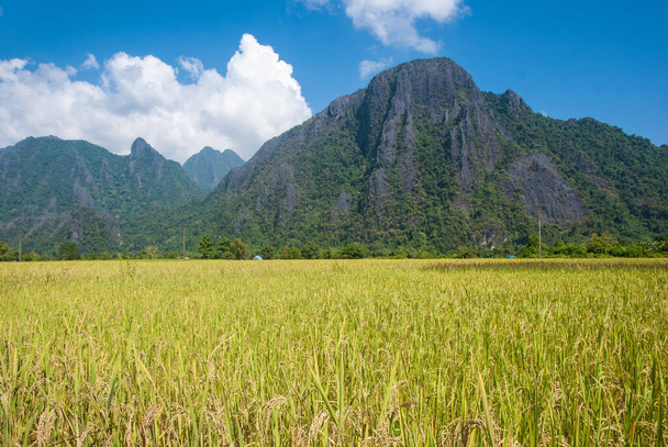 山の背景を持つ水田, Vang Vieng,ラオス - 写真・画像