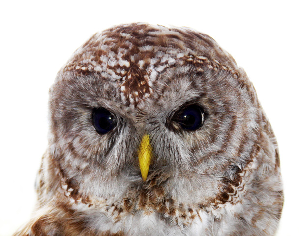 Barred owl portrait - Photo, Image