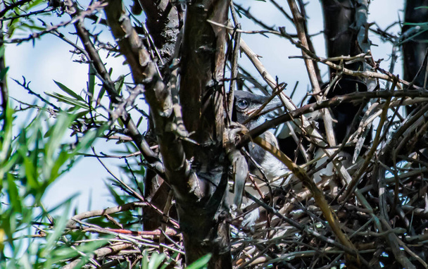 nest with magpies on a tree - Photo, Image