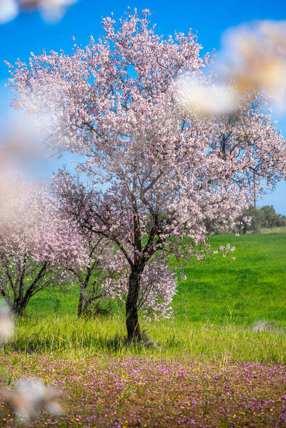 Kıbrıs 'ta bahar - Kıbrıs Rum Kesimi' nin Lefkoşe yakınlarındaki Klirou köyünde çiçek açan güzel badem ağaçları - Fotoğraf, Görsel