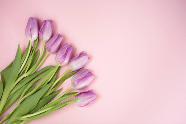 Purple tulips on the pink background - Foto, imagen
