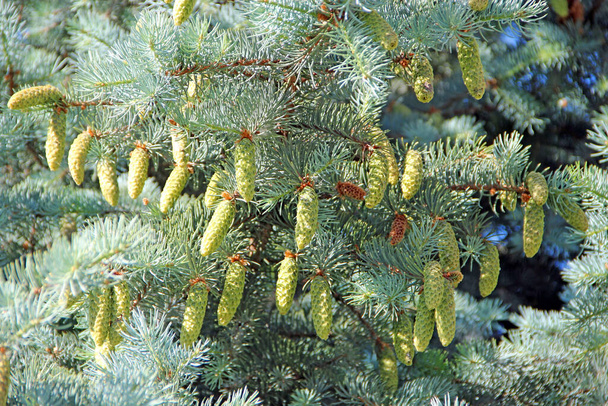Young cones on blue spruce in forest. Branches with cones and needles on spruce growing in forest. spruce cones on branches - Photo, Image