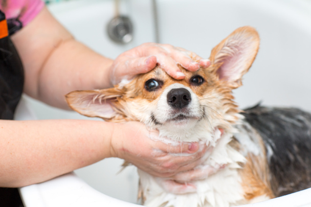 Corgi köpeği banyoda yıkanır. - Fotoğraf, Görsel