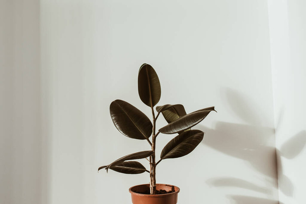 Closeup of rubber plant ficus in flower pot on white background. Minimal modern interior design concept. - Foto, afbeelding