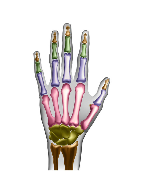 Hand botten met anotaties voor het leren of medische publicaties. - Foto, afbeelding