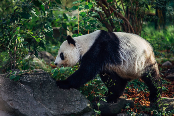 Giant Panda korzystających i spacery w przyrodzie. - Zdjęcie, obraz