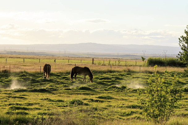 Island - 25. August 2017: Pferd auf dem isländischen Feld, Island, Europa - Foto, Bild