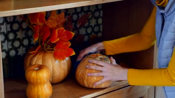 Weibliche Hände reinigen den Staub der Kürbisschale. Frau putzt Haus für Halloween - Filmmaterial, Video
