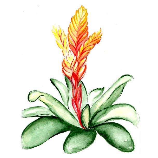 Güzel tropikal çiçek botanik sanatı çizimi - Fotoğraf, Görsel