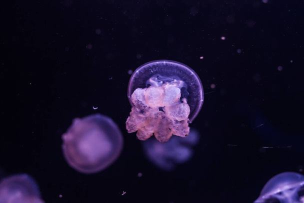 Marmurowa meduza, lychnorhiza lucerna, w ciemnej wodzie z bliska. - Zdjęcie, obraz