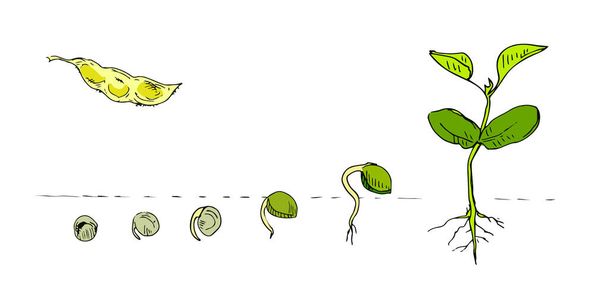 Hülsenfrüchte Hand in Linie Kunststil isoliert auf weiß gezeichnet. Phasenweise wächst die Pflanze. Samen sprießen in der Erde, frische grüne Pflanzen. Ideal für die Gestaltung von Verpackungsmaterialien, biologischen landwirtschaftlichen Produkten. Vektor - Vektor, Bild