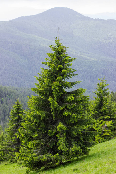 Dağ yamacında, Karpat Dağları 'nın karşı yamacındaki ormana karşı ayrı olarak büyüyen genç bir ladin. - Fotoğraf, Görsel
