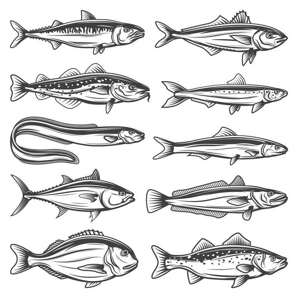 Especies de peces esbozan iconos establecidos. Caballa, dorada o lubina y anchoa, anguila marina, atún, merluza, bacalao y sardina. Tipos de peces, pesca deportiva objetos vectoriales aislados
 - Vector, imagen