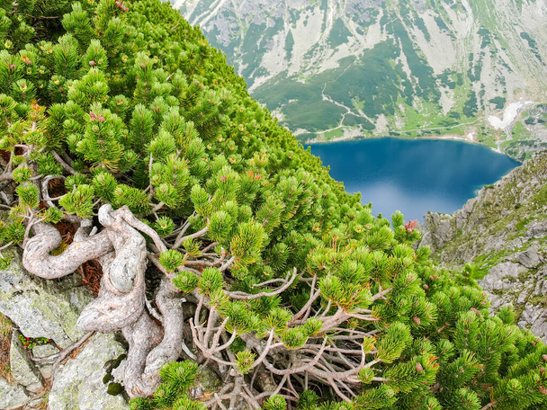 Moitas densas de Pinus mugo, também conhecido como pinheiro de montanha ou pinho rastejante crescendo em encosta íngreme de vale profundo com lago nas Montanhas Tatra
 - Foto, Imagem