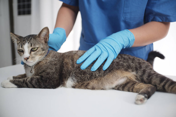 O médico veterinário tratando, verificando o gato na clínica veterinária
. - Foto, Imagem