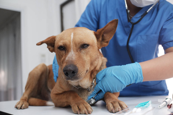The veterinarian doctor treating, checking on dog at vet clinic. - Fotó, kép