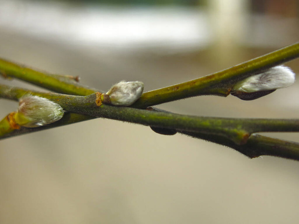 ramos de salgueiro com botões no início da primavera grande
 - Foto, Imagem