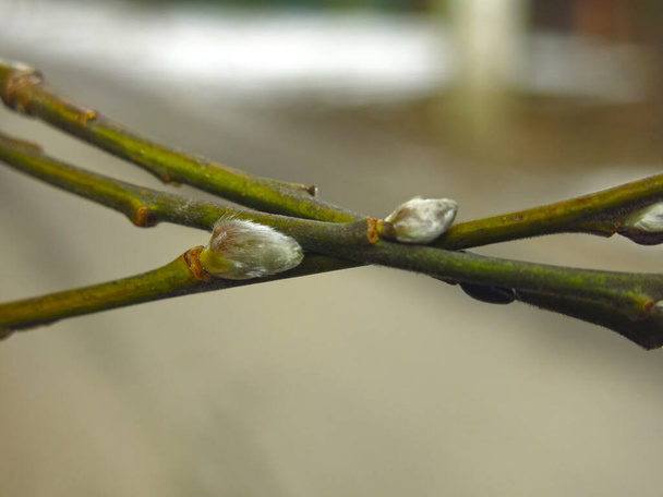 ramas de sauce con brotes a principios de primavera grande
 - Foto, imagen