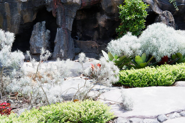 panoramic view of beautiful plants - Photo, Image
