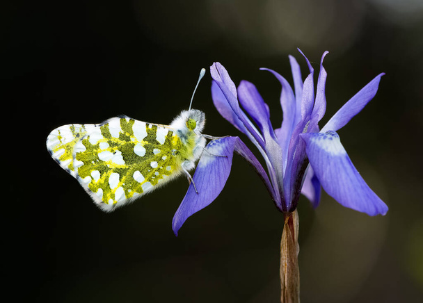 photos de la faune et des papillons - Photo, image