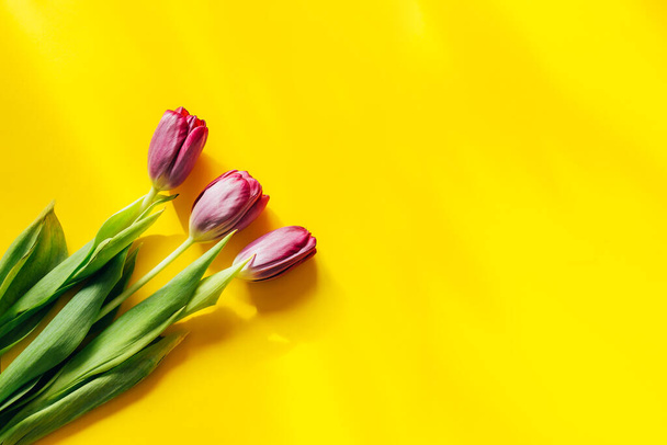 schöne bunte Tulpen - Foto, Bild