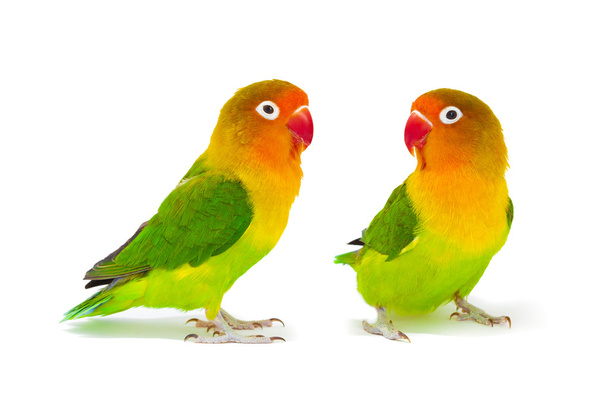 Пара влюблённых птиц агапорнис-фишери
 - Фото, изображение