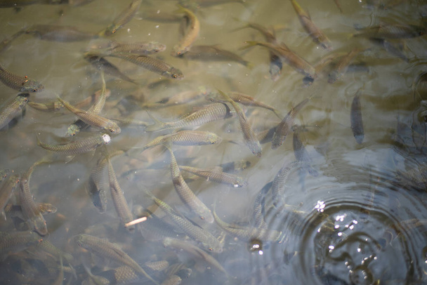 Grupo de peces siameses de carpa de barro en el agua
. - Foto, imagen