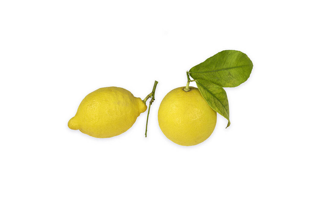 白い背景に小枝と緑の葉が孤立した2つのレモン. - 写真・画像