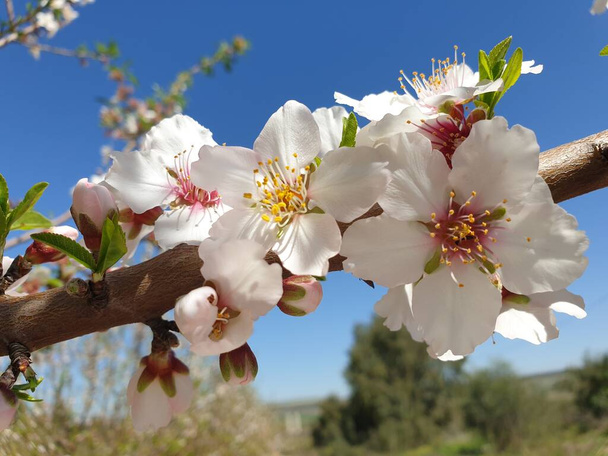 春のアーモンドは、イスラエルの地中海で開花します。青い空に白いアーモンドの花. - 写真・画像