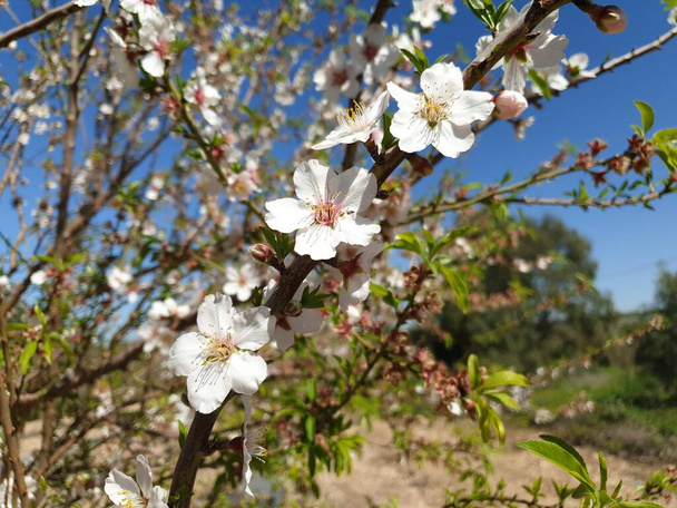 Primavera temporada almendras en flor en el Mediterráneo, Israel. Flores de almendras blancas contra el cielo azul
. - Foto, Imagen