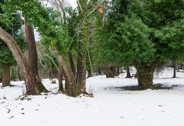 kuvia talven ja luminen metsä - Valokuva, kuva