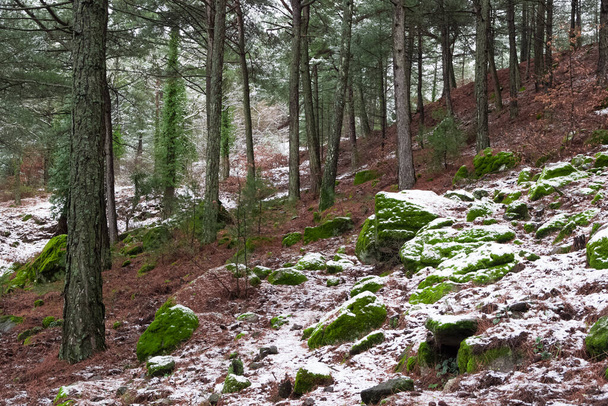 fotók a téli és havas erdőben - Fotó, kép