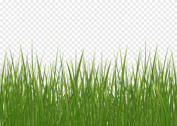 Ρεαλιστικό πράσινο γρασίδι - Διάνυσμα, εικόνα