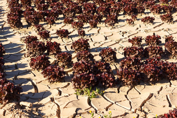 Salat- und Kohl-Plantage in der Nähe der Mündung des Flusses Llobregat in der Region Baix Llobregat, in der Provinz Barcelona, Katalonien, Spanien im Spätwinter - Foto, Bild