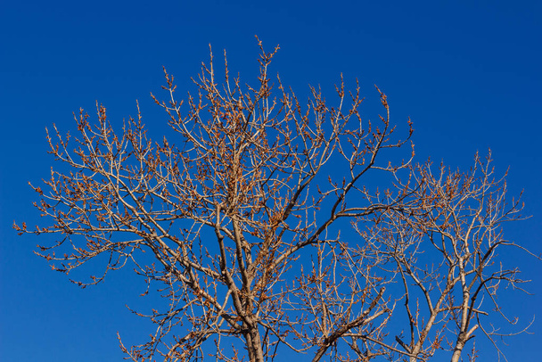 Frühlingsanfang, Zweige eines Baumes ohne Blätter und mit ersten Blüten, die die Früchte im Sommer sein werden. Blauer Winterhimmel - Foto, Bild
