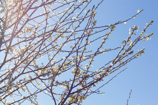 Floração árvore no final do inverno e início da primavera, foto tirada na província de Barcelona, na região de Baix Llobregat muito perto da foz do rio Llobregat no Mediterrâneo
 - Foto, Imagem