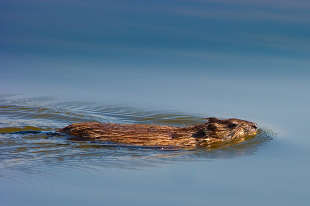 Otter in lake - Φωτογραφία, εικόνα