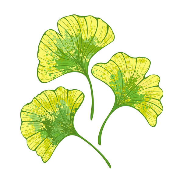 Set de hojas artísticas ginko biloba de otoño pintadas de verde y amarillo sobre fondo blanco
. - Vector, imagen