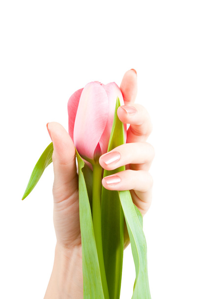 Pink tulip in the hand - Foto, immagini