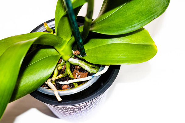 Jonge en gezonde wortels van phalaenopsis orchidee in bloempot. Transplantatie planten, huis tuinieren, plantenverzorging concept. - Foto, afbeelding